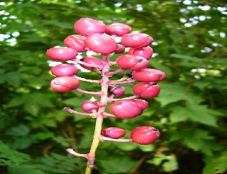 actea hybride